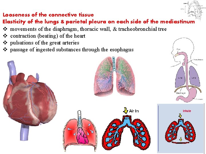 Looseness of the connective tissue Elasticity of the lungs & parietal pleura on each