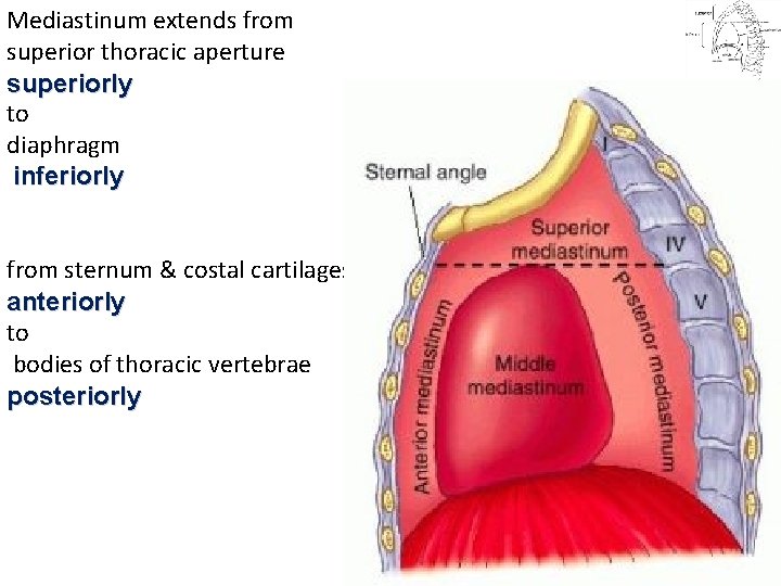 Mediastinum extends from superior thoracic aperture superiorly to diaphragm inferiorly from sternum & costal