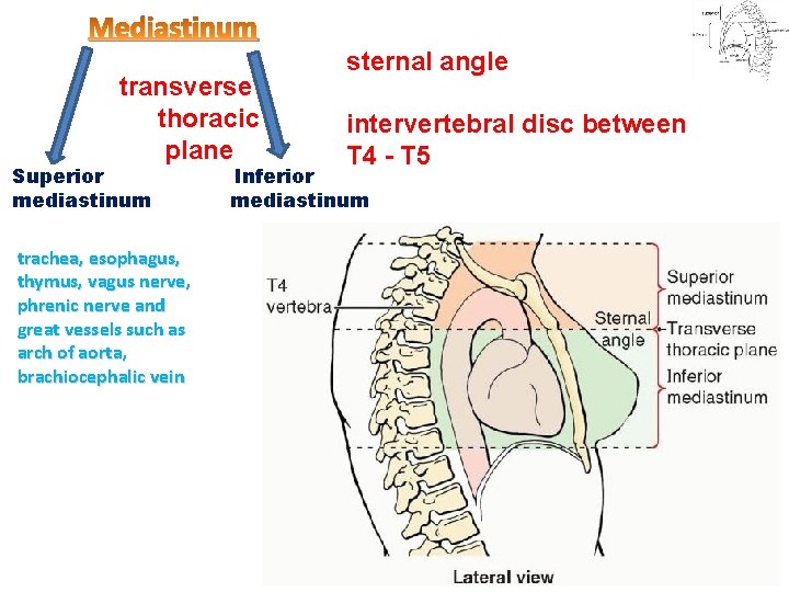Mediastinum transverse thoracic plane Superior mediastinum trachea, esophagus, thymus, vagus nerve, phrenic nerve and