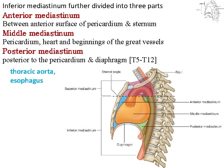 Inferior mediastinum further divided into three parts Anterior mediastinum Between anterior surface of pericardium