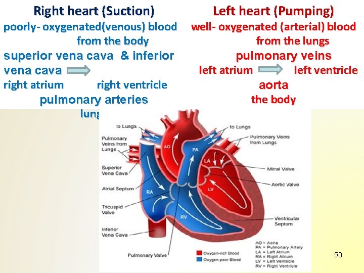 Right heart (Suction) poorly- oxygenated(venous) blood from the body superior vena cava & inferior