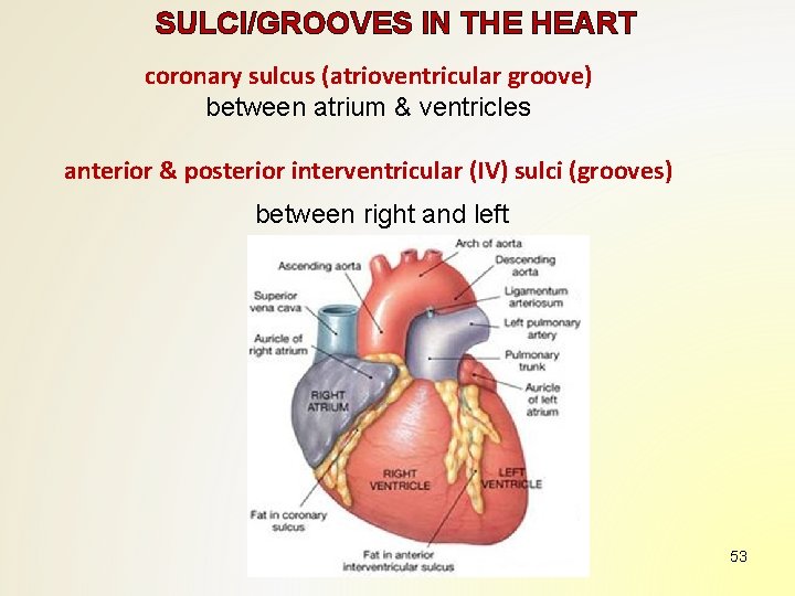 SULCI/GROOVES IN THE HEART coronary sulcus (atrioventricular groove) between atrium & ventricles anterior &