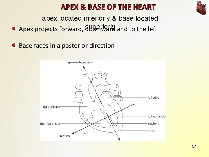 APEX & BASE OF THE HEART apex located inferiorly & base located Apex projects