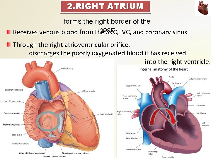 2. RIGHT ATRIUM forms the right border of the heart Receives venous blood from