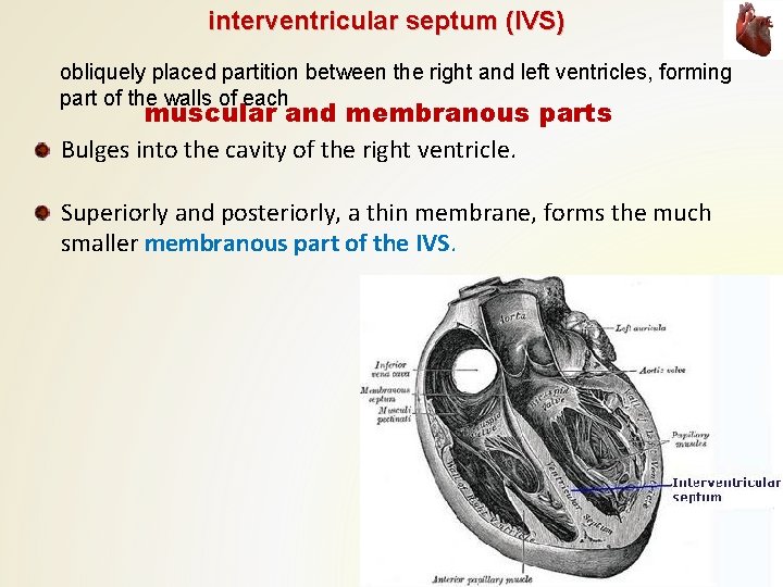 interventricular septum (IVS) obliquely placed partition between the right and left ventricles, forming part