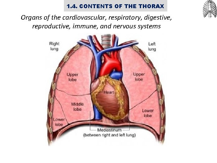 1. 4. CONTENTS OF THE THORAX Organs of the cardiovascular, respiratory, digestive, reproductive, immune,