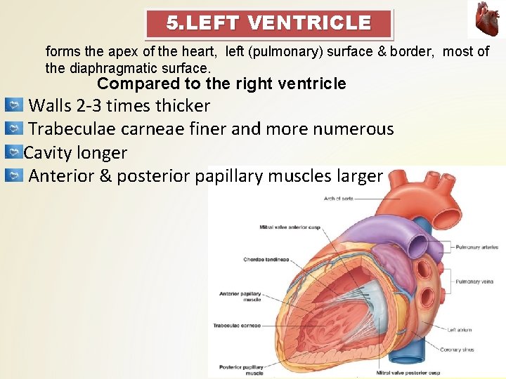 5. LEFT VENTRICLE forms the apex of the heart, left (pulmonary) surface & border,