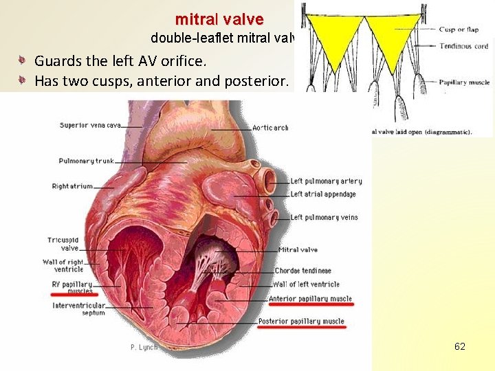 mitral valve double-leaflet mitral valve Guards the left AV orifice. Has two cusps, anterior