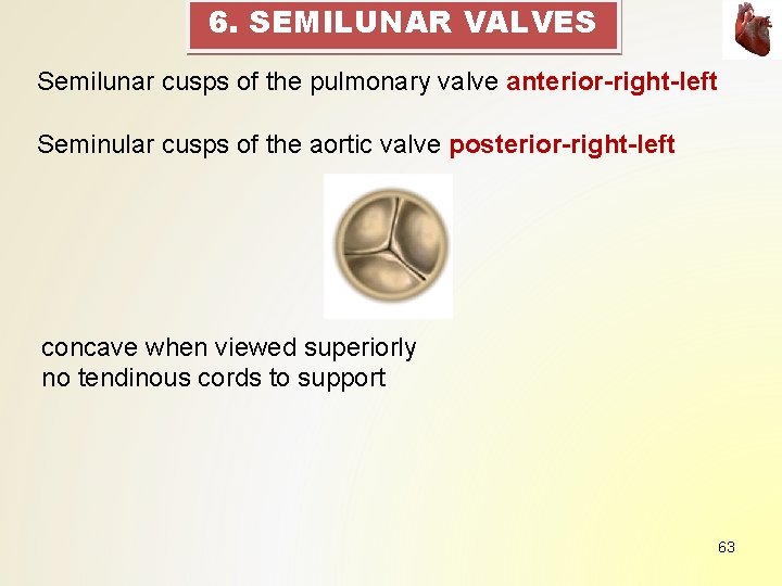 6. SEMILUNAR VALVES Semilunar cusps of the pulmonary valve anterior-right-left Seminular cusps of the