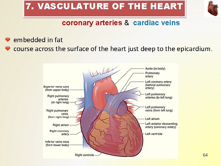7. VASCULATURE OF THE HEART coronary arteries & cardiac veins embedded in fat course