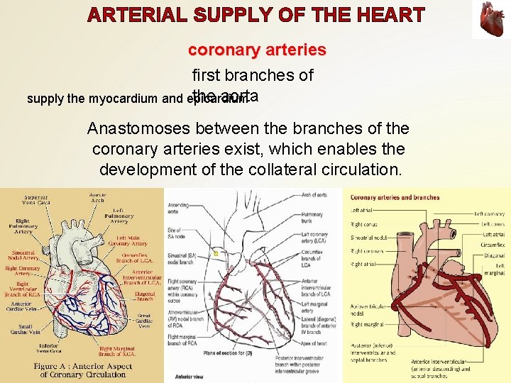 ARTERIAL SUPPLY OF THE HEART coronary arteries first branches of the aorta supply the