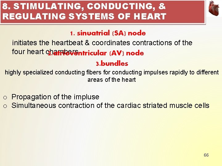 8. STIMULATING, CONDUCTING, & REGULATING SYSTEMS OF HEART 1. sinuatrial (SA) node initiates the