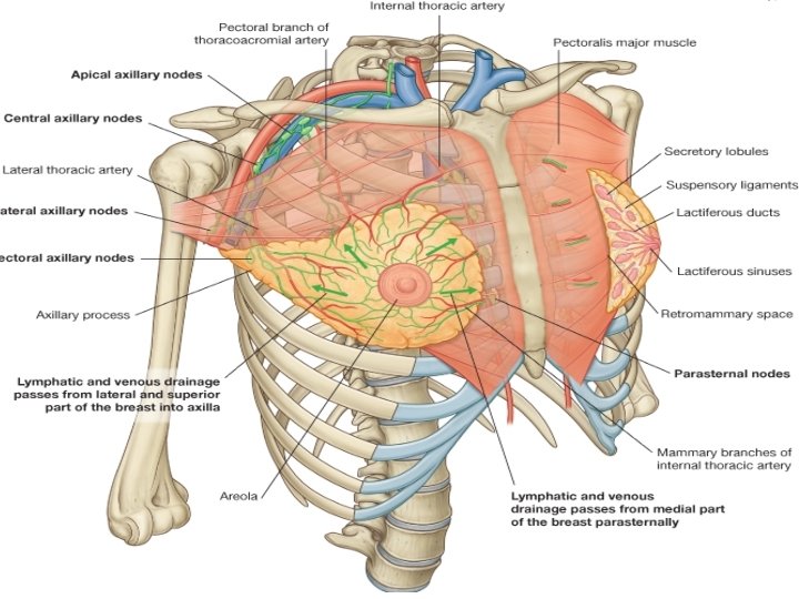 2. THORACIC WALL • • • thoracic cage (skeleton) muscles between the ribs skin