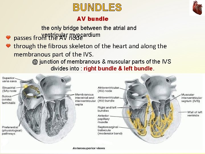 BUNDLES AV bundle the only bridge between the atrial and ventricular myocardium passes from