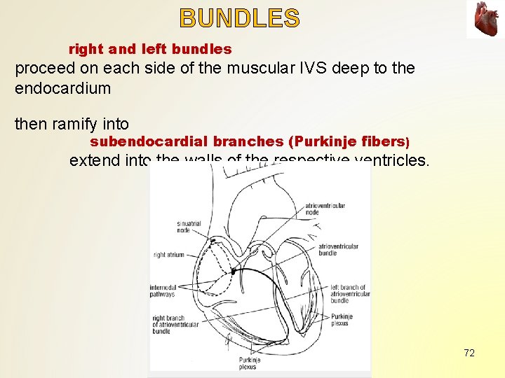 BUNDLES right and left bundles proceed on each side of the muscular IVS deep