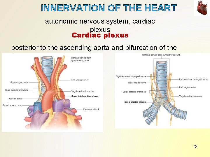 INNERVATION OF THE HEART autonomic nervous system, cardiac plexus Cardiac plexus posterior to the