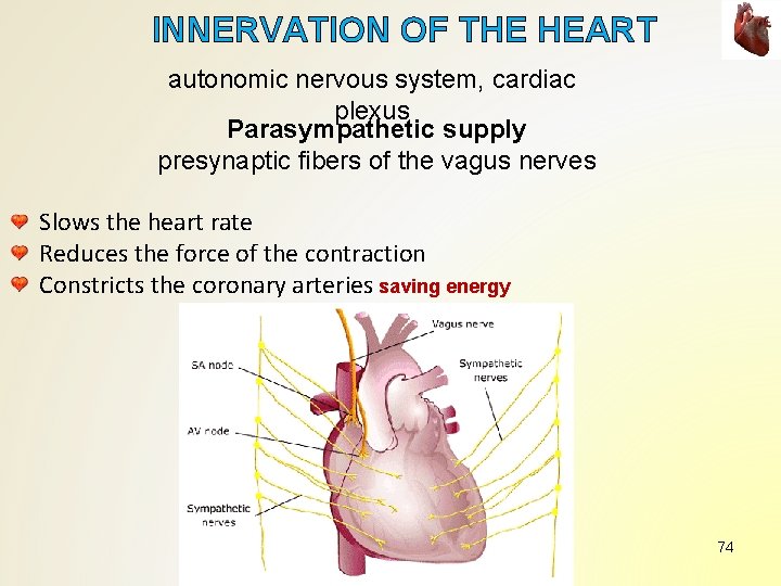 INNERVATION OF THE HEART autonomic nervous system, cardiac plexus Parasympathetic supply presynaptic fibers of