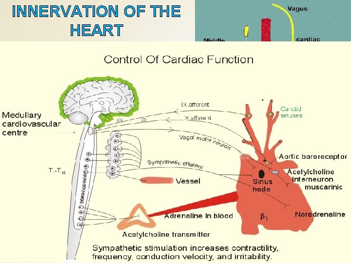INNERVATION OF THE HEART sympathetic supply presynaptic fibers cell bodies in the intermediolateral cell