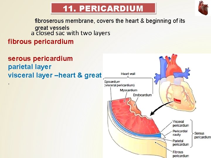 11. PERICARDIUM fibroserous membrane, covers the heart & beginning of its great vessels a