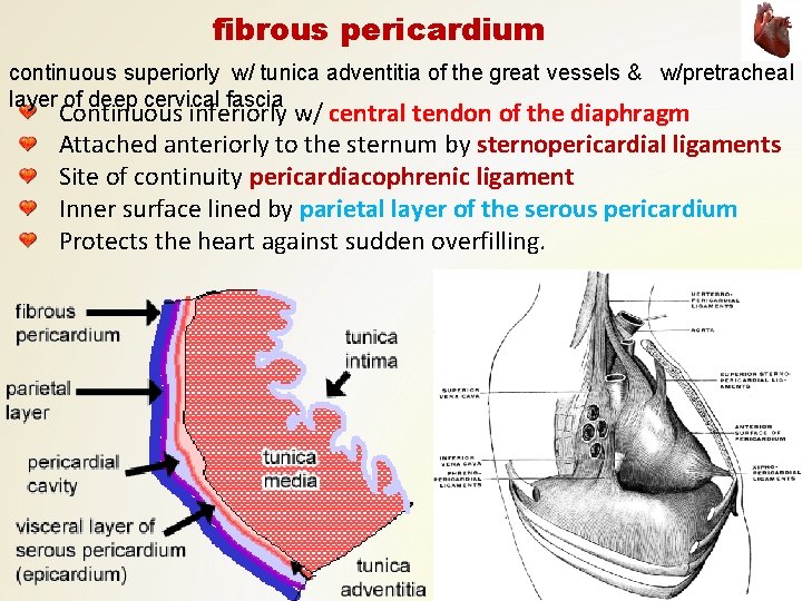 fibrous pericardium continuous superiorly w/ tunica adventitia of the great vessels & w/pretracheal layer