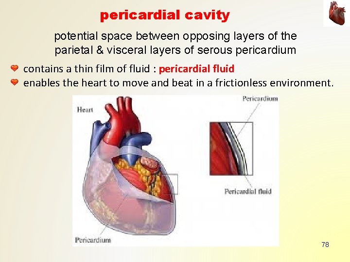 pericardial cavity potential space between opposing layers of the parietal & visceral layers of