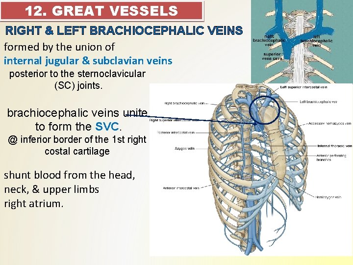 12. GREAT VESSELS RIGHT & LEFT BRACHIOCEPHALIC VEINS formed by the union of internal