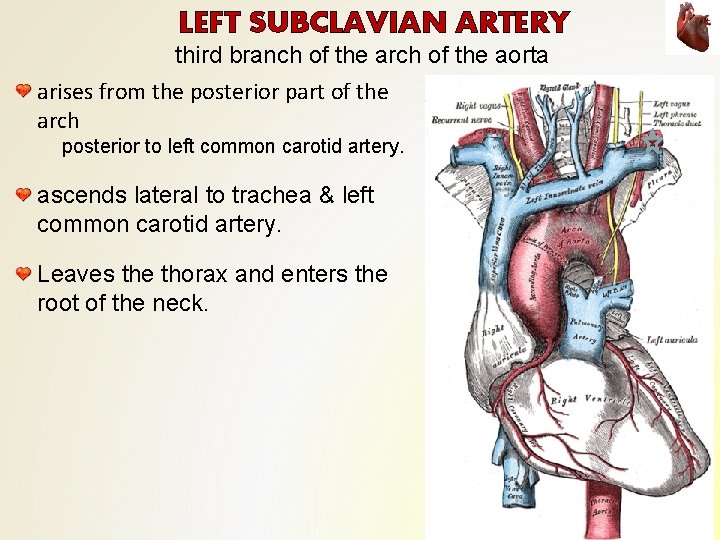 LEFT SUBCLAVIAN ARTERY third branch of the arch of the aorta arises from the