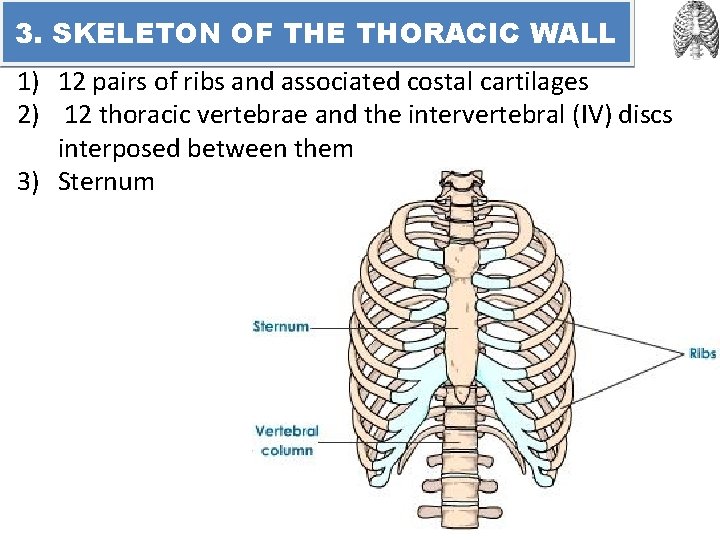 3. SKELETON OF THE THORACIC WALL 1) 12 pairs of ribs and associated costal