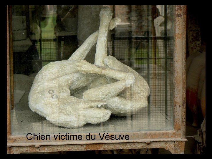 Chien victime du Vésuve 