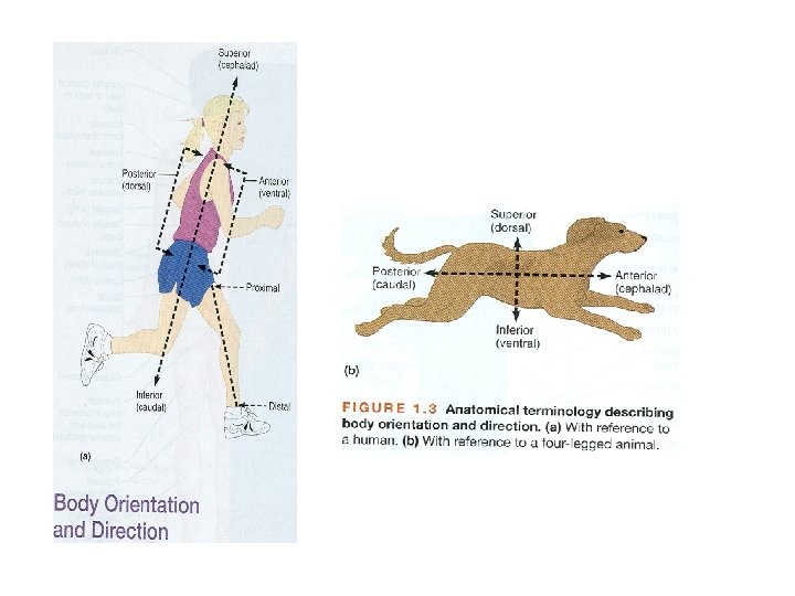 Chapter 11 Endocrine Glands Secretion Action of Hormones