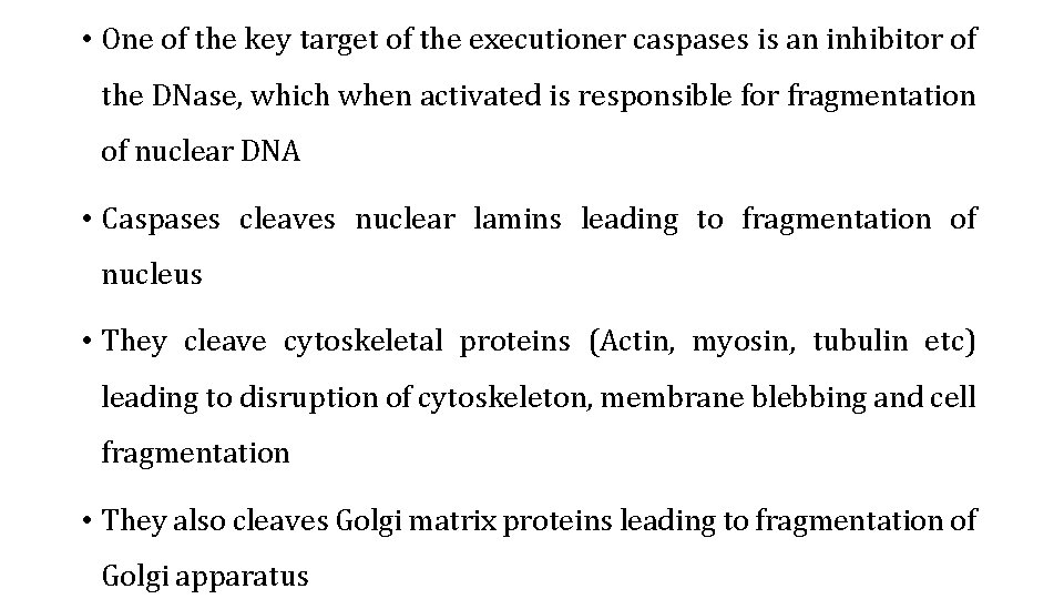  • One of the key target of the executioner caspases is an inhibitor
