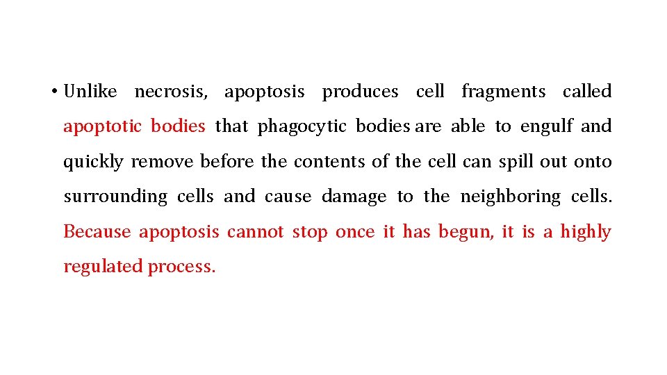  • Unlike necrosis, apoptosis produces cell fragments called apoptotic bodies that phagocytic bodies