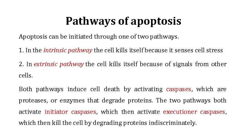 Pathways of apoptosis Apoptosis can be initiated through one of two pathways. 1. In
