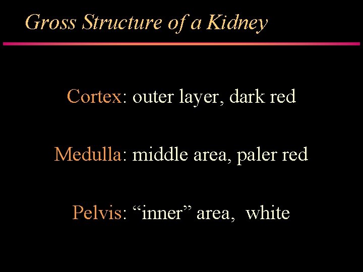 Gross Structure of a Kidney Cortex: outer layer, dark red Medulla: middle area, paler