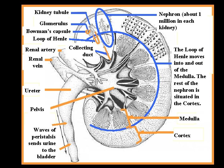 Kidney tubule Glomerulus Bowman’s capsule Loop of Henle Renal artery Renal vein Ureter Pelvis