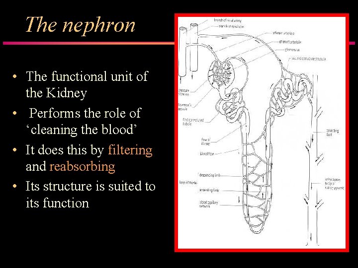 The nephron • The functional unit of the Kidney • Performs the role of