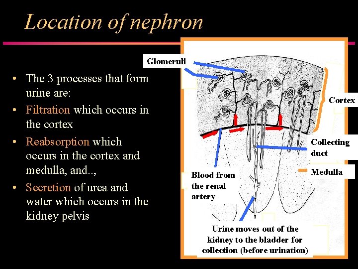 Location of nephron Glomeruli • The 3 processes that form urine are: • Filtration