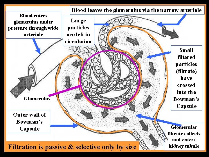 Blood enters glomerulus under pressure through wide arteriole Blood leaves the glomerulus via the
