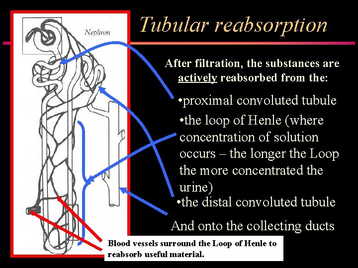 Tubular reabsorption After filtration, the substances are actively reabsorbed from the: • proximal convoluted