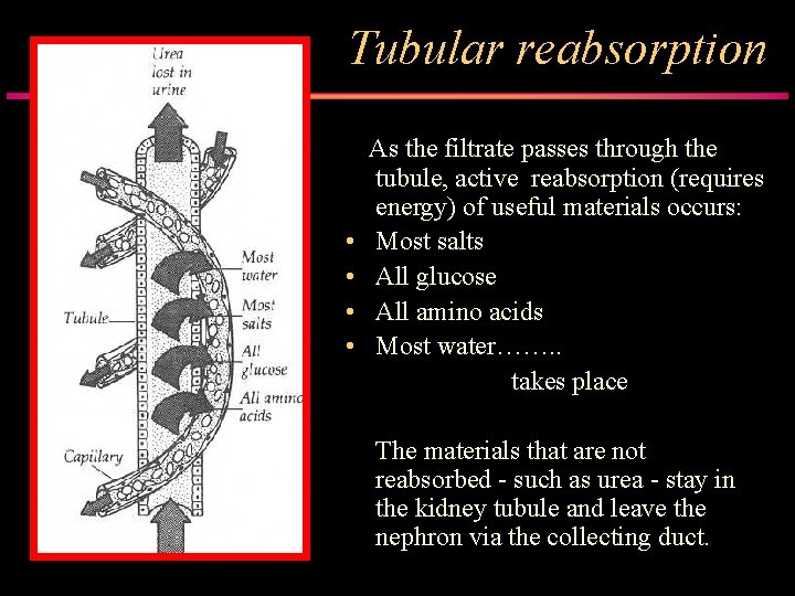 Tubular reabsorption • • As the filtrate passes through the tubule, active reabsorption (requires