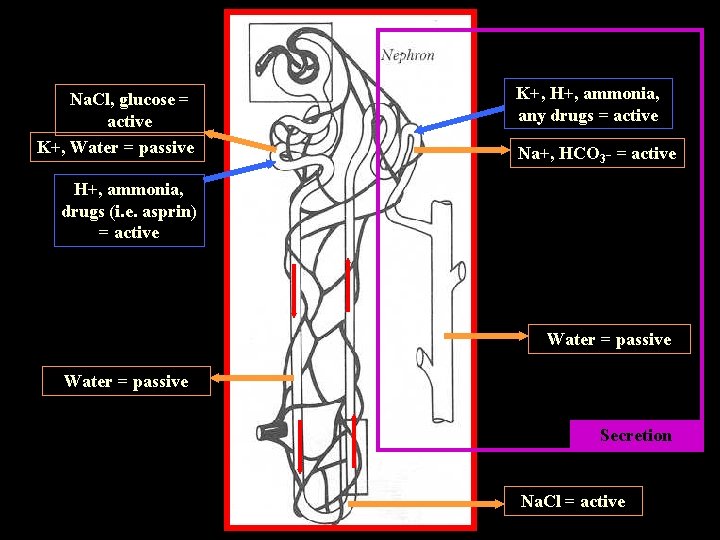 Na. Cl, glucose = active K+, Water = passive K+, H+, ammonia, any drugs