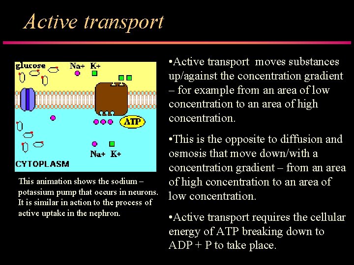 Active transport • Active transport moves substances up/against the concentration gradient – for example