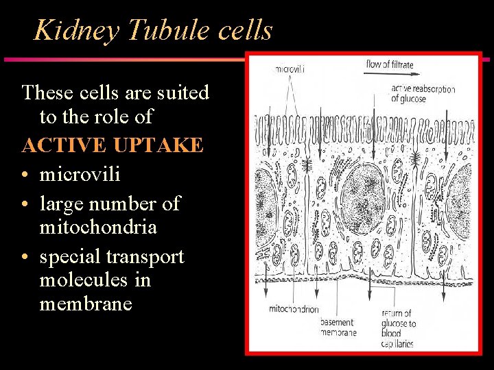 Kidney Tubule cells These cells are suited to the role of ACTIVE UPTAKE •