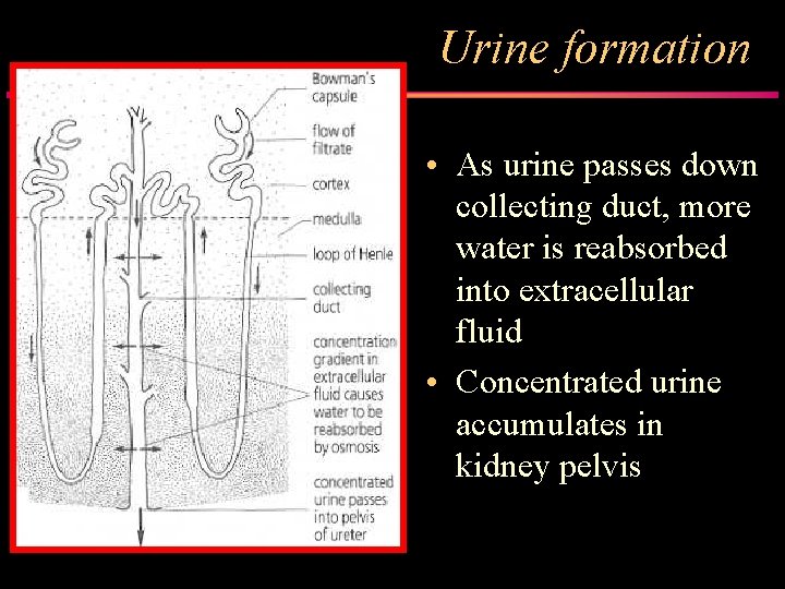 Urine formation • As urine passes down collecting duct, more water is reabsorbed into