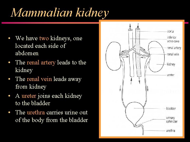 Mammalian kidney • We have two kidneys, one located each side of abdomen •
