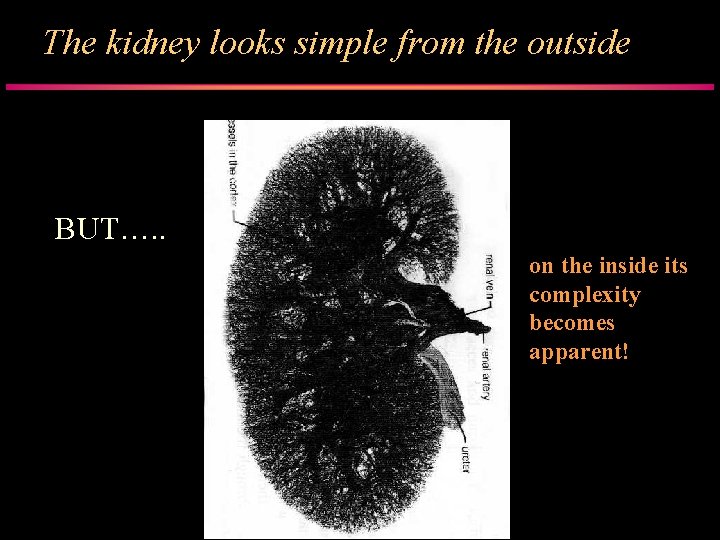 The kidney looks simple from the outside BUT…. . on the inside its complexity