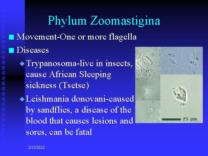 Phylum Zoomastigina Movement-One or more flagella n Diseases u Trypanosoma-live in insects, cause African