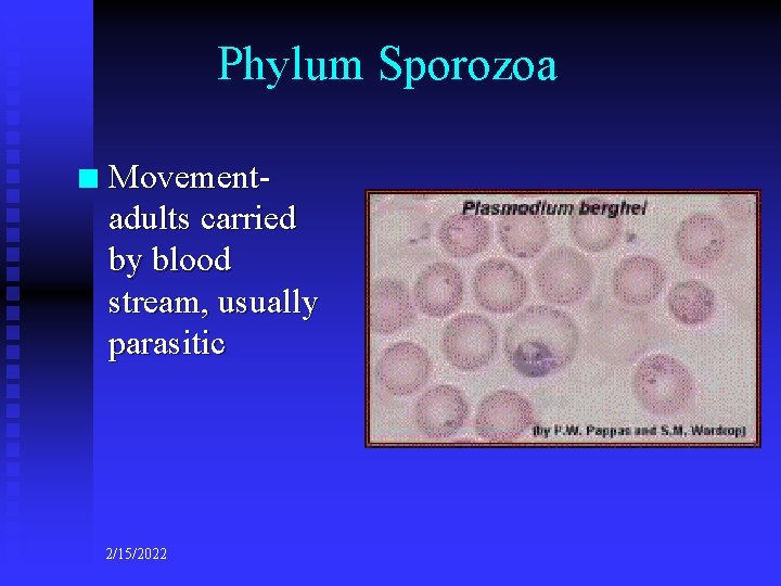 Phylum Sporozoa n Movementadults carried by blood stream, usually parasitic 2/15/2022 