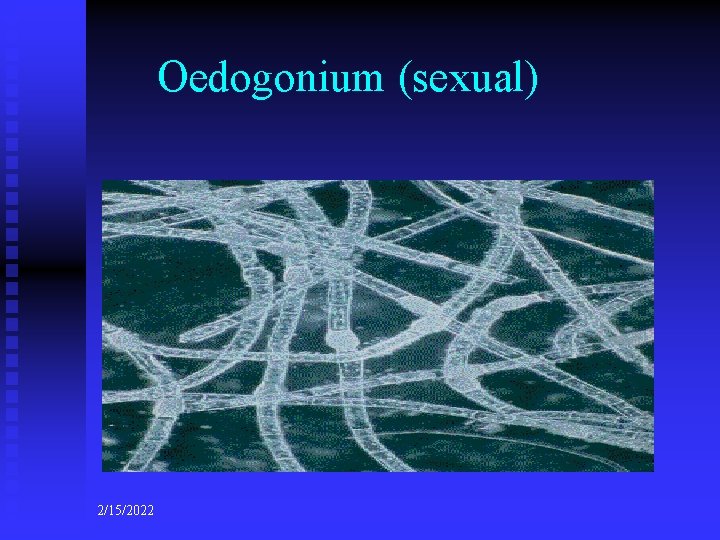 Oedogonium (sexual) 2/15/2022 