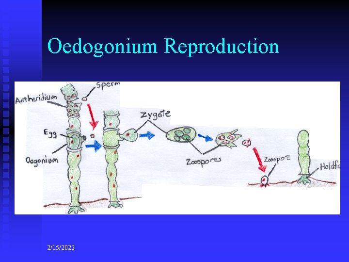 Oedogonium Reproduction 2/15/2022 